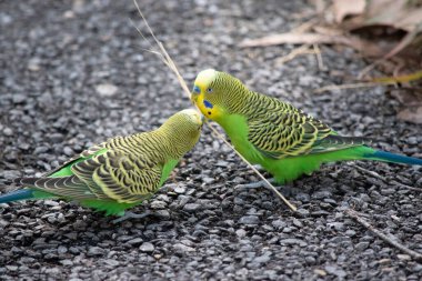 Muhabbet kuşları açık yeşildirler. Sırtlarında, kafalarında ve kanatlarında siyah çizgiler vardır.. 