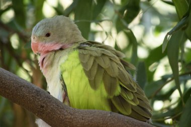Prenslerin papağanlarının pembe bir boynu, açık mavi bir kafası ve yeşil kanatları vardır.