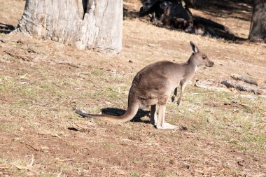 Batı grisinin büyük, kaslı hayvanları grimsi kahverengiden kırmızımsı kahverengiye, küçük kafalı, büyük kulaklı ve denge için uzun ve kalın kuyruklu hayvanlardır.