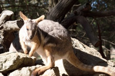 Sarı ayaklı kaya valabisi beyaz yanak çizgisi ile parlak renklidir.