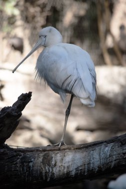 Sarı kaşık gagası, kaşığa benzeyen krema gagalı büyük beyaz bir deniz kuşudur..