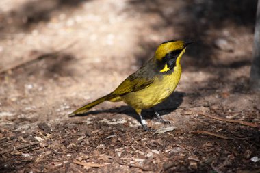 Sarı tüylü bilmişin parlak sarı bir alnı, tacı ve boğazı, parlak siyah bir maskesi ve parlak altın kulak telleri vardır..
