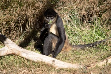 Siyah elli örümcek maymunun kanca gibi elleri ve kavrayıcı kuyruğu olan kahverengi kürkü yok..