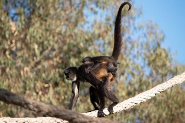 Siyah elli örümcek maymunun kanca gibi elleri ve kavrayışlı kuyruğu olan siyah ya da kahverengi kürkü vardır..