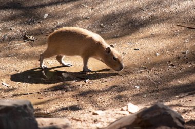 Capybara Güney Amerika 'ya özgü dev bir mağara kemirgenidir. Yaşayan en büyük kemirgen.