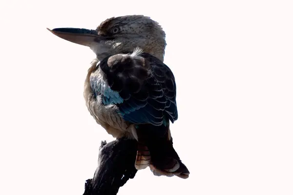 stock image The Blue-winged Kookaburra is a large kingfisher with a big square head and a long bill. It has a distinctive pale eye.