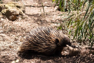 the short nosed has strong-clawed feet and spines on the upper part of a brownish body. clipart