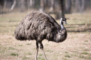 Emus 'lar koyu kahverengiden gri-kahverengi ve siyah uçlu ilkel tüylerle kaplıdır. Emu 'nun boynu mavimsi siyah ve tüysüz..