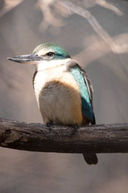 Korkmuş Kingfisher 'ın turkuaz bir arkası, turkuaz mavi poposu ve kuyruğu, açık beyaz alt parçaları ve geniş bir krem yakası var..