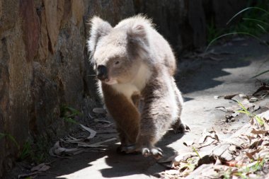 the Koala has a large round head, big furry ears and big black nose. Their fur is usually grey-brown in color with white fur on the chest, inner arms, ears and bottom. clipart