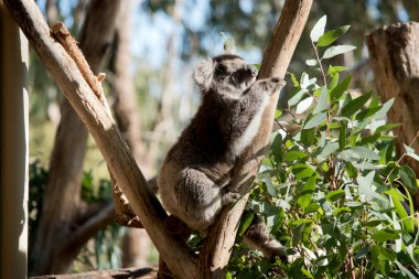Koala 'nın büyük yuvarlak bir kafası, büyük tüylü kulakları ve büyük siyah bir burnu var. Kürkleri genellikle gri-kahverengidir. Göğsünde, iç kollarında, kulaklarında ve altında beyaz kürkleri vardır..