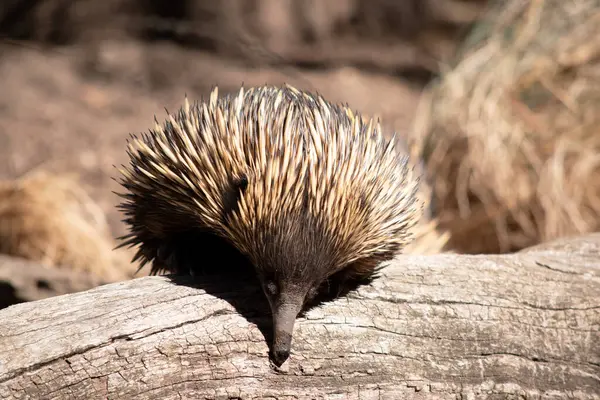 stock image The short nosed echidna has strong-clawed feet and spines on the upper part of a brownish body.