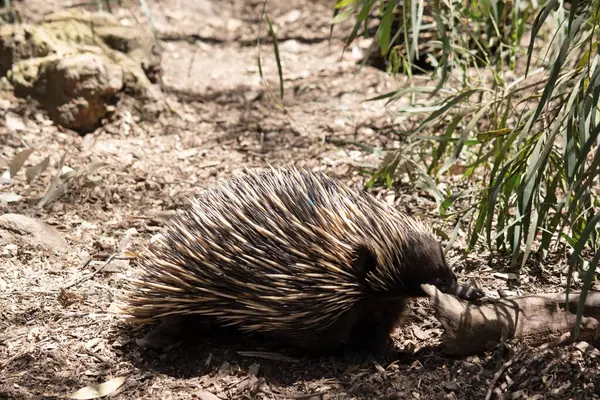 stock image the short nosed has strong-clawed feet and spines on the upper part of a brownish body.