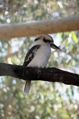 Gülen yalıçapkını, her iki gözün etrafında ve kafanın ortasında uzanan belirgin koyu kahverengi bir şeritle işaretlenmiş, sönük beyaz bir kafaya sahiptir.. 