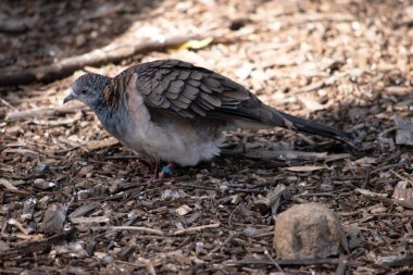 Huzurlu güvercinin pembe-gri bir göğsü ve gri-kahverengi kanatları var..