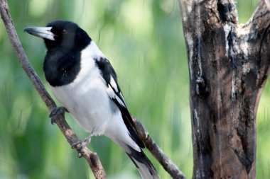 Pied Butcherbird orta büyüklükte siyah beyaz bir kuştur. Tamamen siyah bir başlığı, koyu kahverengi gözleri ve uzun, kancalı, gri ve siyah gagası vardır.