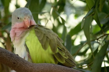Prenses Alexandra papağanının pembe bir boynu açık mavi bir kafası ve yeşil kanatları var.