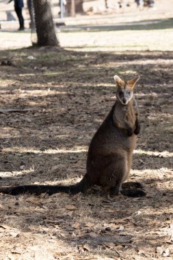 The swamp wallaby has dark brown fur, often with lighter rusty patches on the belly, chest and base of the ears. clipart