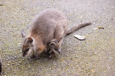 Tammar Wallaby 'nin çantasında Joey var.