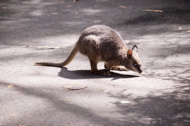 the tammar wallaby  has dark greyish upperparts with a paler underside and rufous-coloured sides and limbs. The tammar wallaby has white stripes on its face. clipart