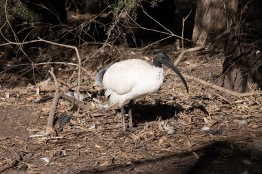 Avustralya Beyaz Ibis ağırlıklı olarak beyaz tüylü, tüysüz siyah başlı, boyunlu ve bacaklı olarak karakterize edilir..