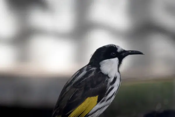 stock image The White cheeked honeyeater have large bright yellow tail and wing panels, with a large conspicuous white cheek patch on a mainly black head