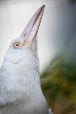 Albino Magpie tamamen beyaz ve pembe gagalı.