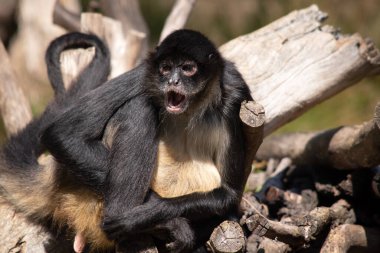 Siyah elli örümcek maymunun kanca gibi elleri ve kavrayıcı kuyruğu olan kahverengi kürkü yok..