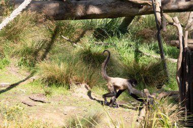 Siyah elli örümcek maymunun kanca gibi elleri ve kavrayıcı kuyruğu olan kahverengi kürkü yok..