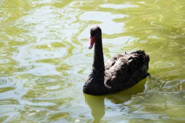 the black swan has black feathers edged with white on its back and is all black on the head and neck