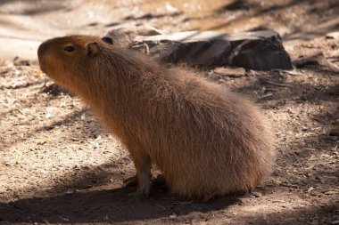 Capybara Güney Amerika 'ya özgü dev bir mağara kemirgenidir. Yaşayan en büyük kemirgen.