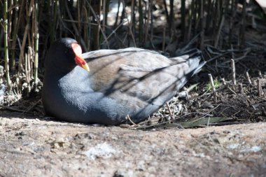 the dusky moorhen is a water bird which has all black feathers with an orange and yellow frontal shield clipart