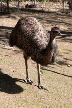 Emus 'lar koyu kahverengiden gri-kahverengi ve siyah uçlu ilkel tüylerle kaplıdır. Emu 'nun boynu mavimsi siyah ve tüysüz..
