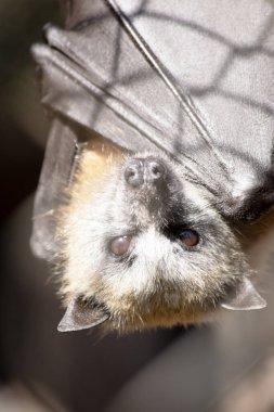 Yarasalar uçabilen tek memelilerdir. Kolları ya da elleri yerine kanatları var. Kanatların kemik yapısı insan eline benzer..
