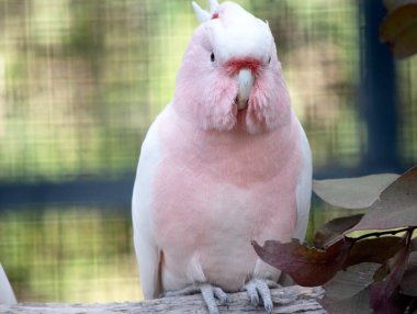 Major Mitchell's Cockatoo is the only Australian cockatoo that is salmon-pink below and white above. clipart