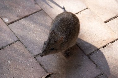 .Uzun burunlu Potoro 'ların burunlarından burnuna kadar uzanan küçük bir deri parçasıyla sivrilen uzun bir burnu vardır..