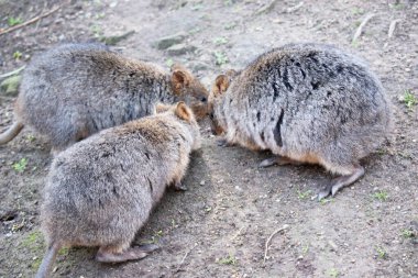 Quokka, kalın, kaba, gri-kahverengi tüylü ve hafif alt parçalı küçük bir valabidir. Burnu çıplak ve kulakları kısa..