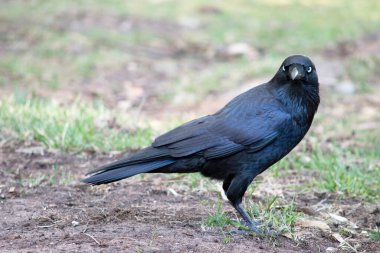 Avustralya kuzgunu, beyaz gözlü, gri ayaklı ve gagalı siyah bir kuştur.