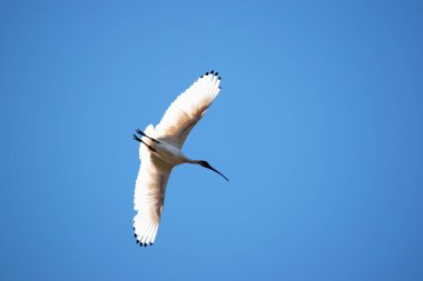 Avustralya Beyaz Ibis ağırlıklı olarak beyaz tüylü, tüysüz siyah başlı, boyunlu ve bacaklı olarak karakterize edilir.. 