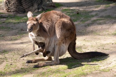 Batı grisi büyük, kaslı hayvanlardır. Gri-kahverengidir, kırmızımsı-kahverengidir. Küçük bir kafası, büyük kulakları ve denge için uzun ve kalın bir kuyruğu vardır..