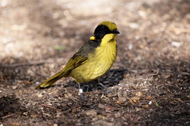 Sarı tüylü bilmişin parlak sarı bir alnı, tacı ve boğazı, parlak siyah bir maskesi ve parlak altın kulak telleri vardır..