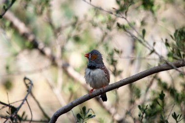 Erkek zebra ispinozunun, göbeğinin altında siyah ve beyaz bir kuyruğu olan gri bir vücudu vardır. Yüzünde turuncu yanaklar ve siyah çizgiler var.