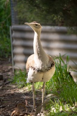 The Australian Bustard is one of Australia's largest birds. It is a mainly grey-brown bird, speckled with dark markings, with a pale neck and black crown clipart