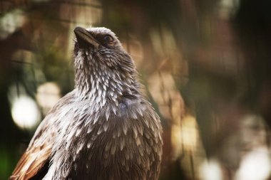 The Apostle bird has grey feathers on the head, neck and breast are brushed with paler grey-white and the wings are brownish. clipart