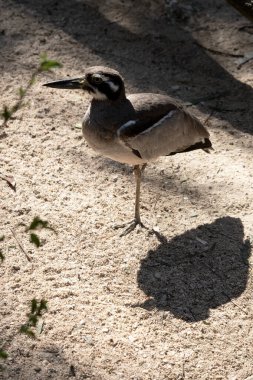 The bush stone curlew has grey-brown feathers with black streaks, a white forehead and eyebrows, a broad, dark-brown eye stripe and golden eyes clipart