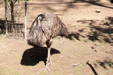 Emus 'lar koyu kahverengiden gri-kahverengi ve siyah uçlu ilkel tüylerle kaplıdır. Emu 'nun boynu mavimsi siyah ve tüysüz..