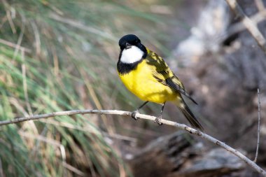 Altın ıslık çalanlar siyah bir kafaya sahiptirler, boyunlarının üst kısmına ve boğazlarının altına kalın bir şeritle uzanırlar..