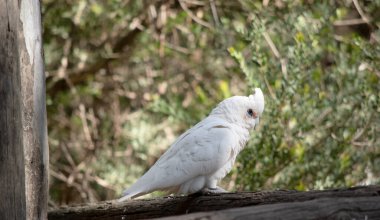 Küçük Corella tamamen beyaz bir kuştur. Yüzü kıpkırmızı ve mavi bir göz çevresi vardır.