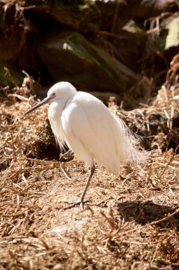 The little egret has a relatively short, thick neck, a sturdy bill, and a hunched posture. It is mainly white with a black beak clipart