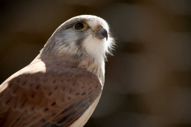 Nankeen Kerkenezi ince bir şahindir ve nispeten küçük bir yırtıcıdır. 